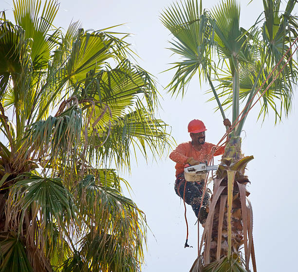 Tree Health Inspection in Liberty Corner, NJ